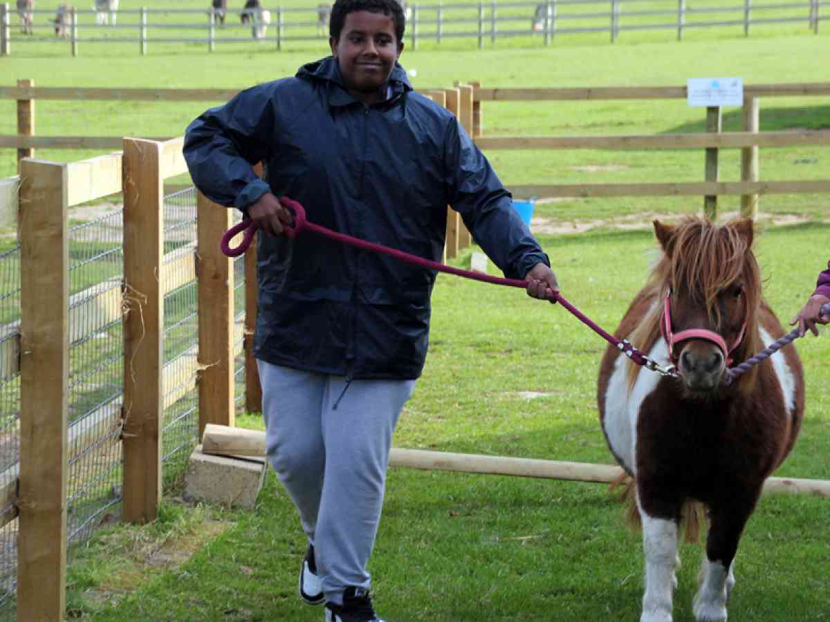 Isle Of Wight Donkey Sanctuary picture gallery